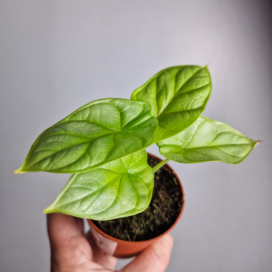 Alocasia Dragon Gold / Aurea – 7 cm Pot