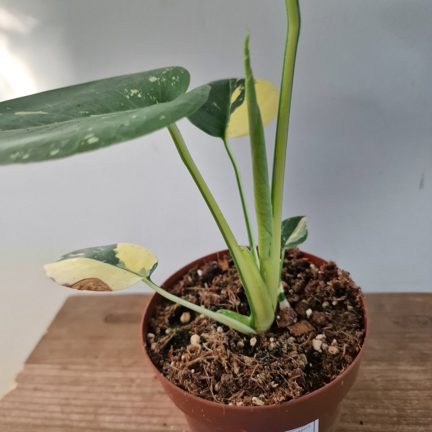 Monstera Deliciosa Aurea – 12cm Pot (#4)
