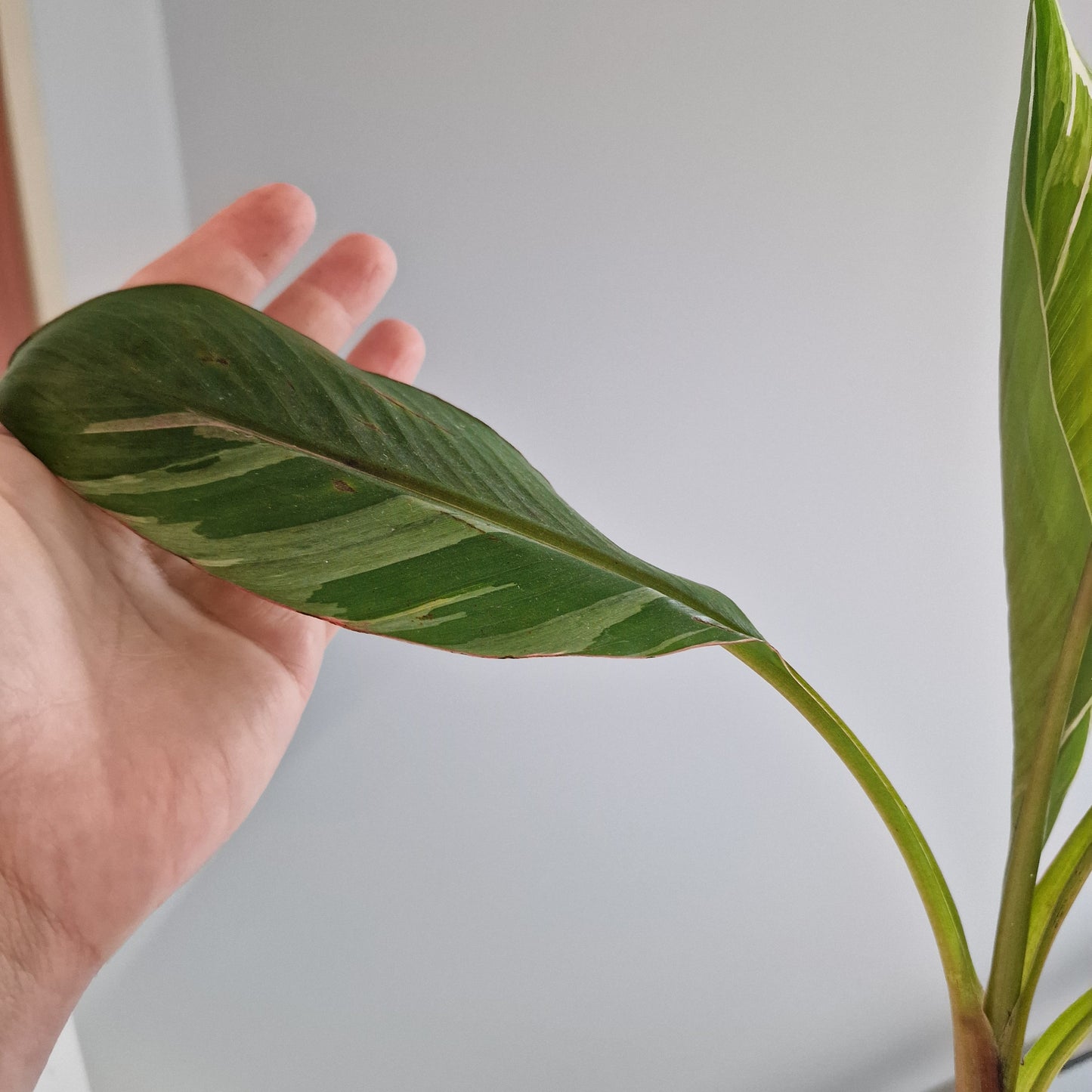 Musa Nono Rare Houseplant approx 50cm tall 10.5cm pot (4)