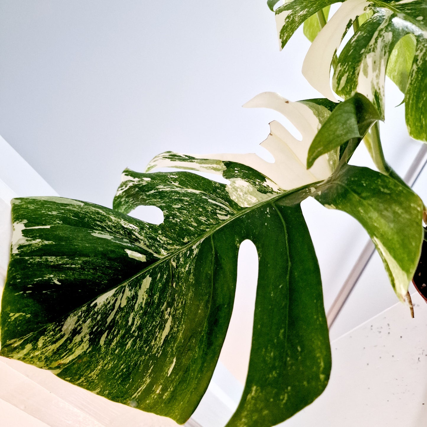 Monstera Albo Rare Houseplant 17cm pot (d)