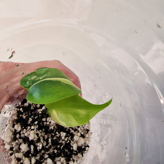 Monstera Lemon Lime ‘Pom Pom’ - Young Exact TC Plant (#4) See Description