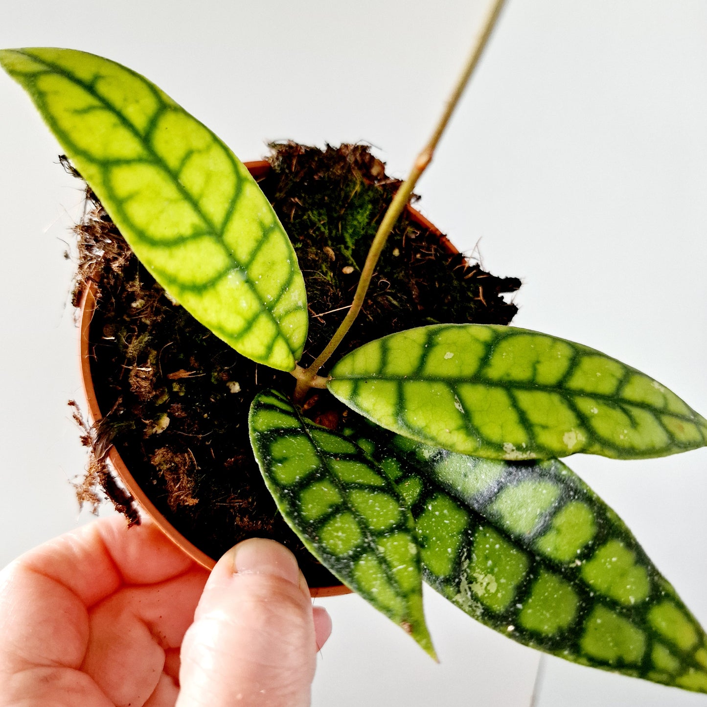 Hoya Black Cat Houseplant 10.5cm pot