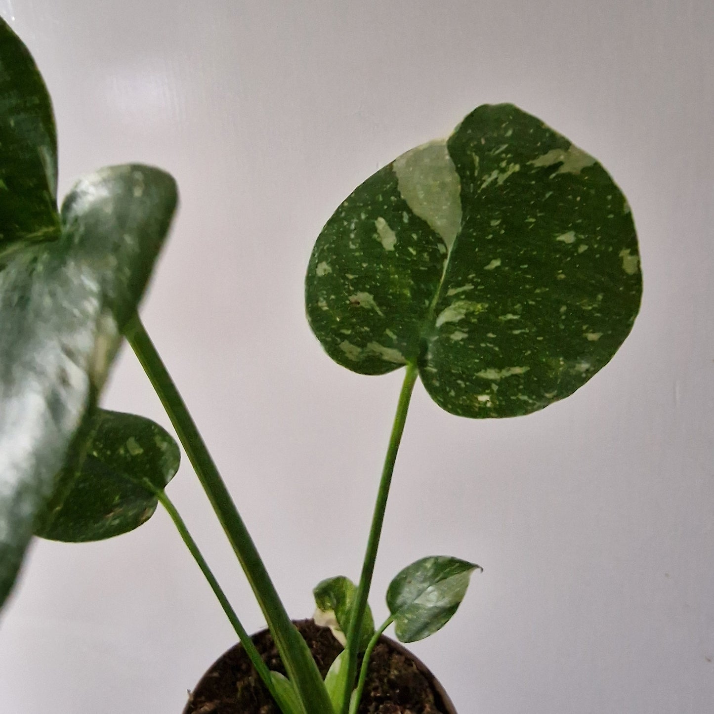 Monstera Thai Constellation Rare Houseplant 11cm pot