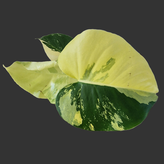 Monstera Deliciosa Aurea – 12cm Pot (#5)