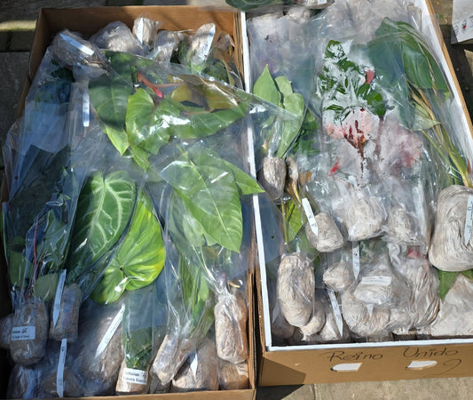 June Mystery Ecuagenera Philodendron – Rescue Plants (Worth £25+ each)
Please Read Description