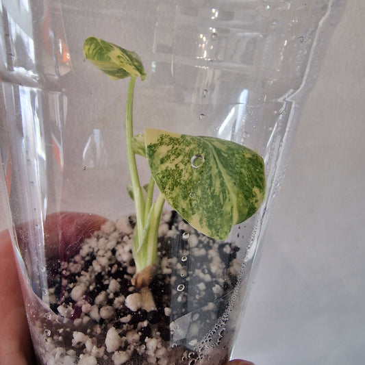 Monstera Green Snow (Thai Constellation Family) – Young TC Plant (#1)