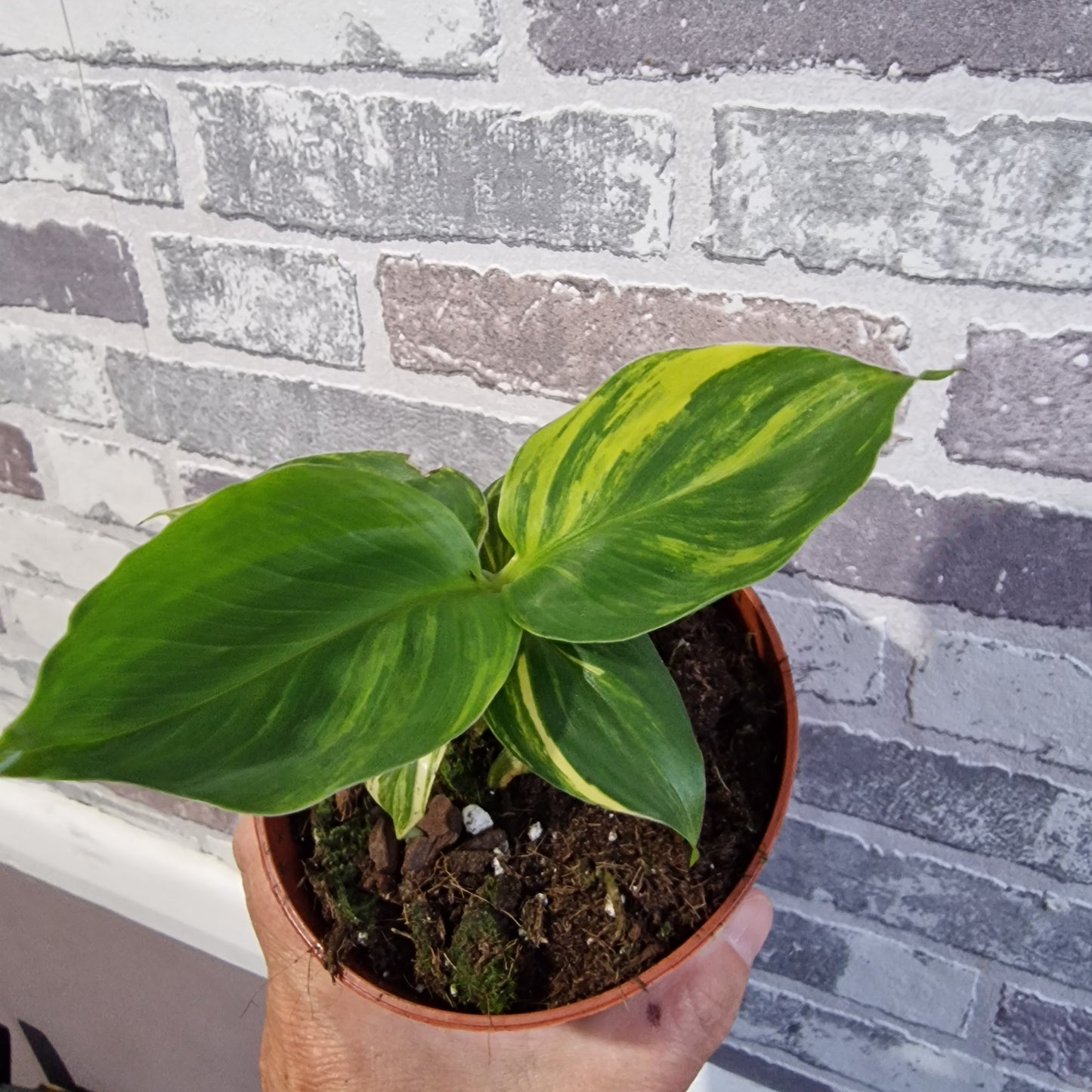 Musa Aurea Rare Houseplant 10.5cm pot (4)