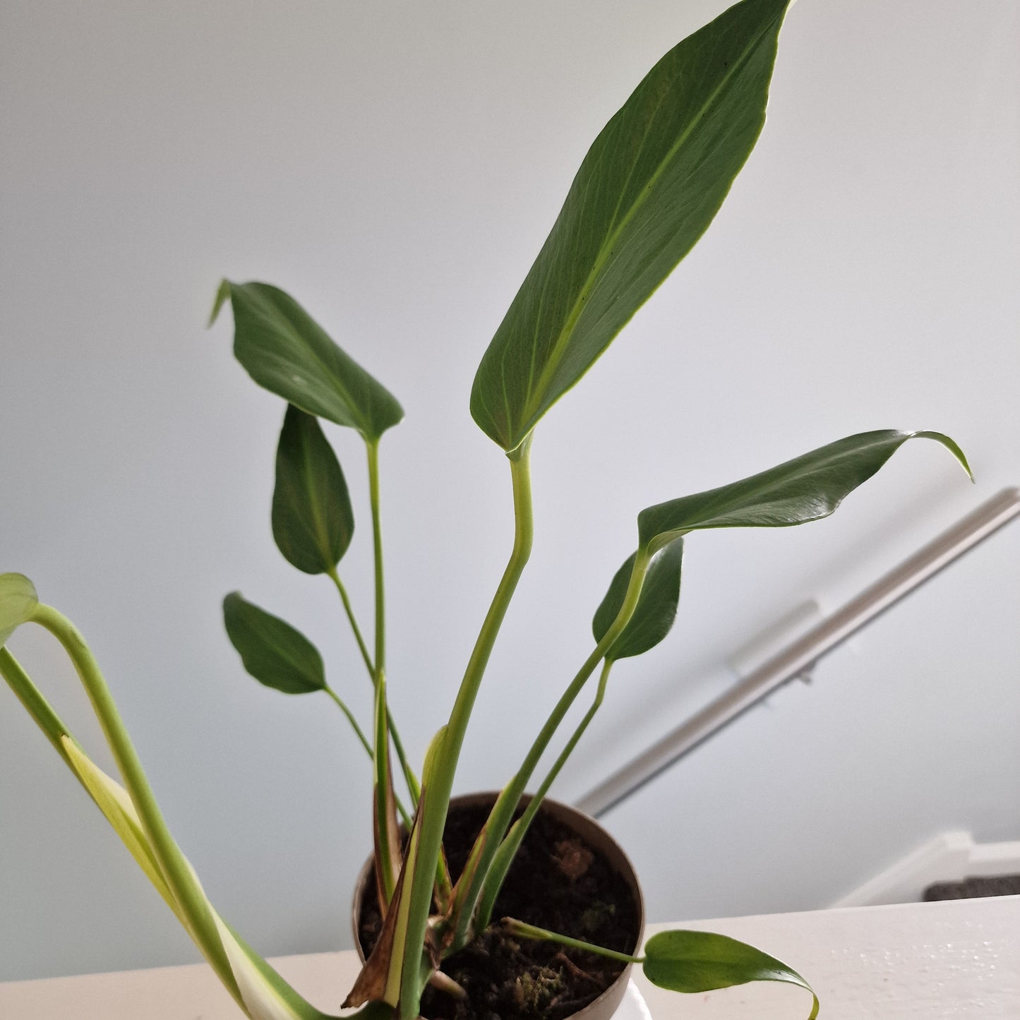 Monstera Burle Marx Flame Rare Houseplant 13cm pot (2)