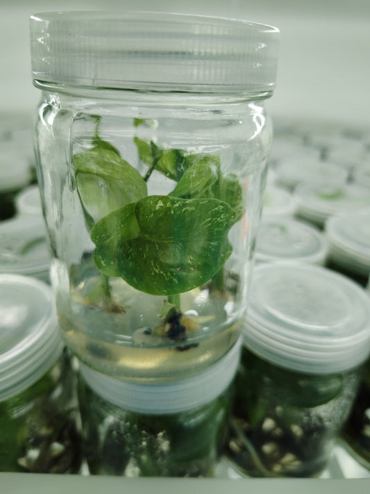 Monstera Devil Premium Tissue Culture UK |Pre-Order see description