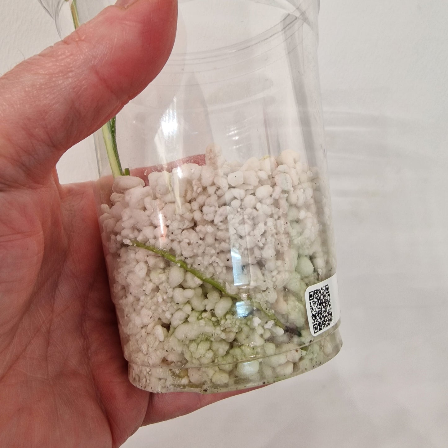 Raffle no 2 - Monstera Bulbasaur – See Description!