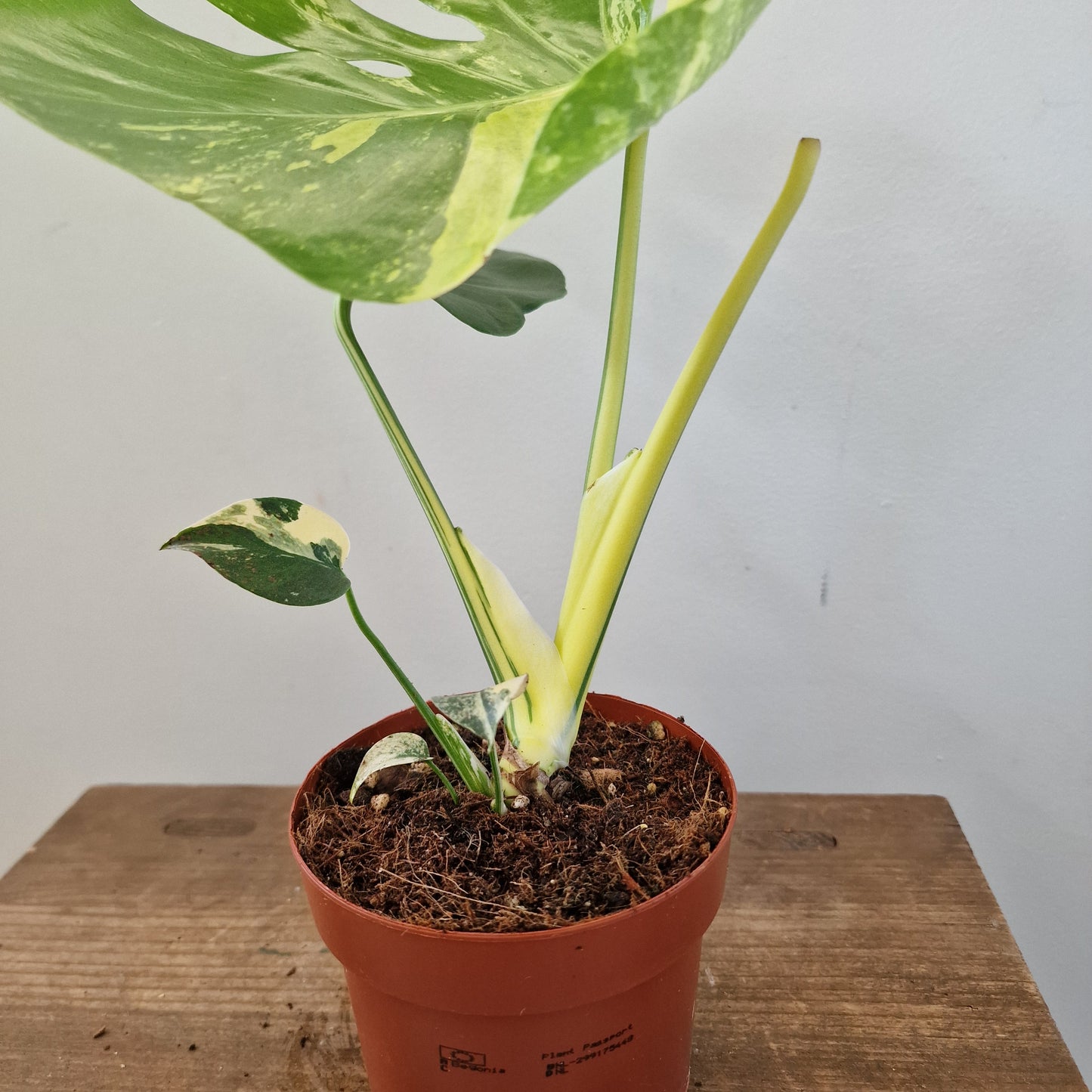 Monstera Deliciosa Aurea – 12cm Pot (#13)
