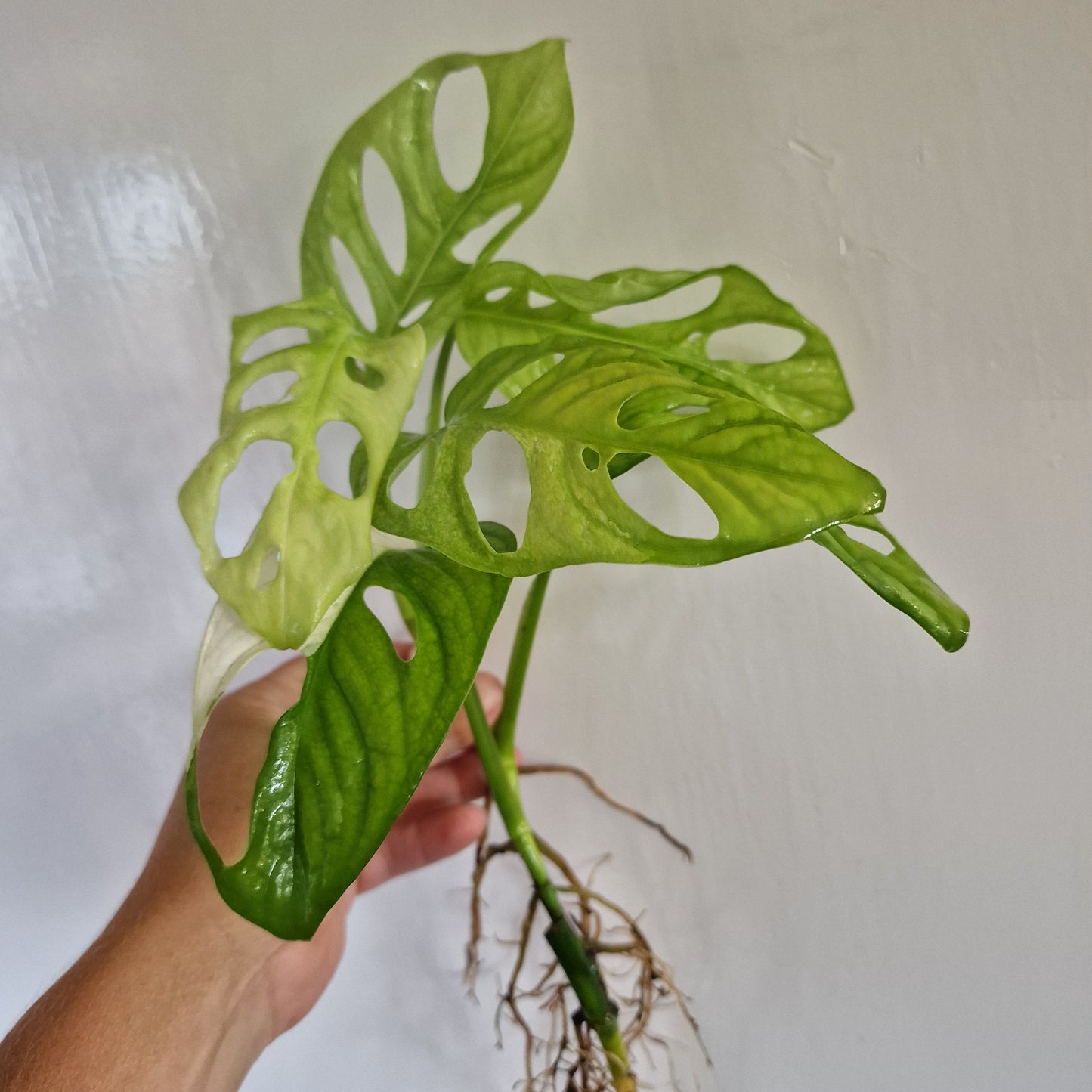 Monstera Adansonii Variegated rooted in Water