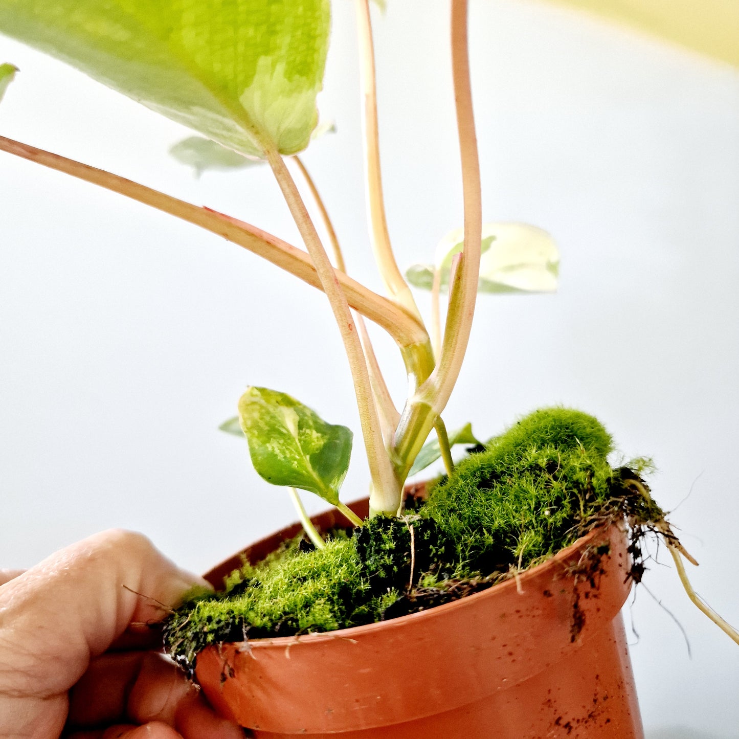 Philodendron Burle Marx Variegata Houseplant 10.5cm pot (3)