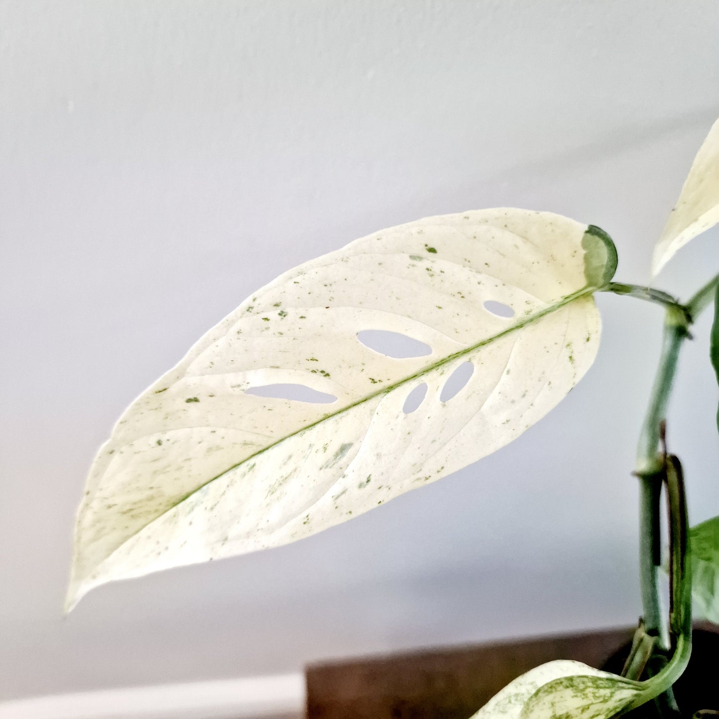 Monstera Laniata Mint Rare Houseplant 12cm pot (15)