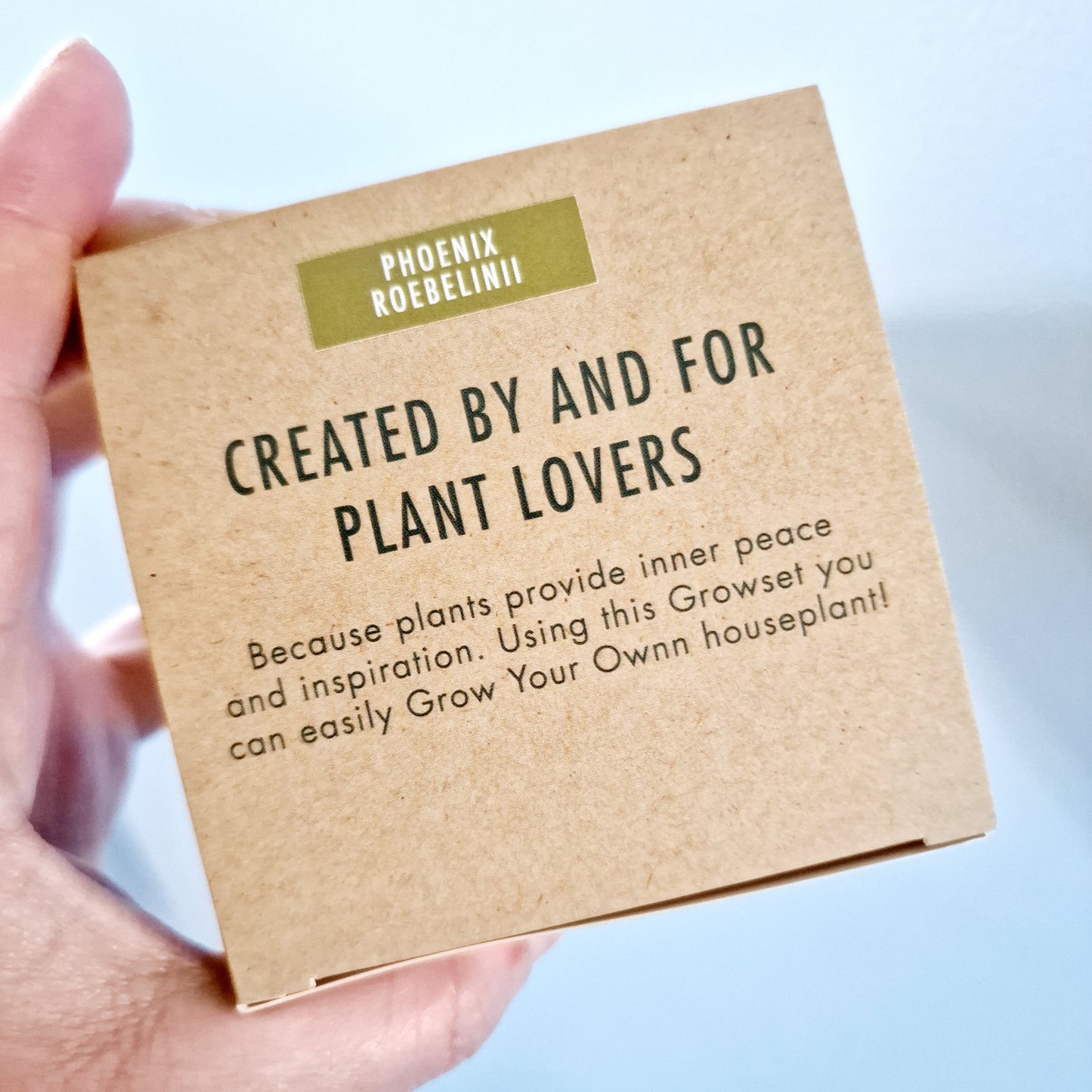 Grow your own Phoenix Roebelenii (Pygmy Date Palm) - Houseplant Set