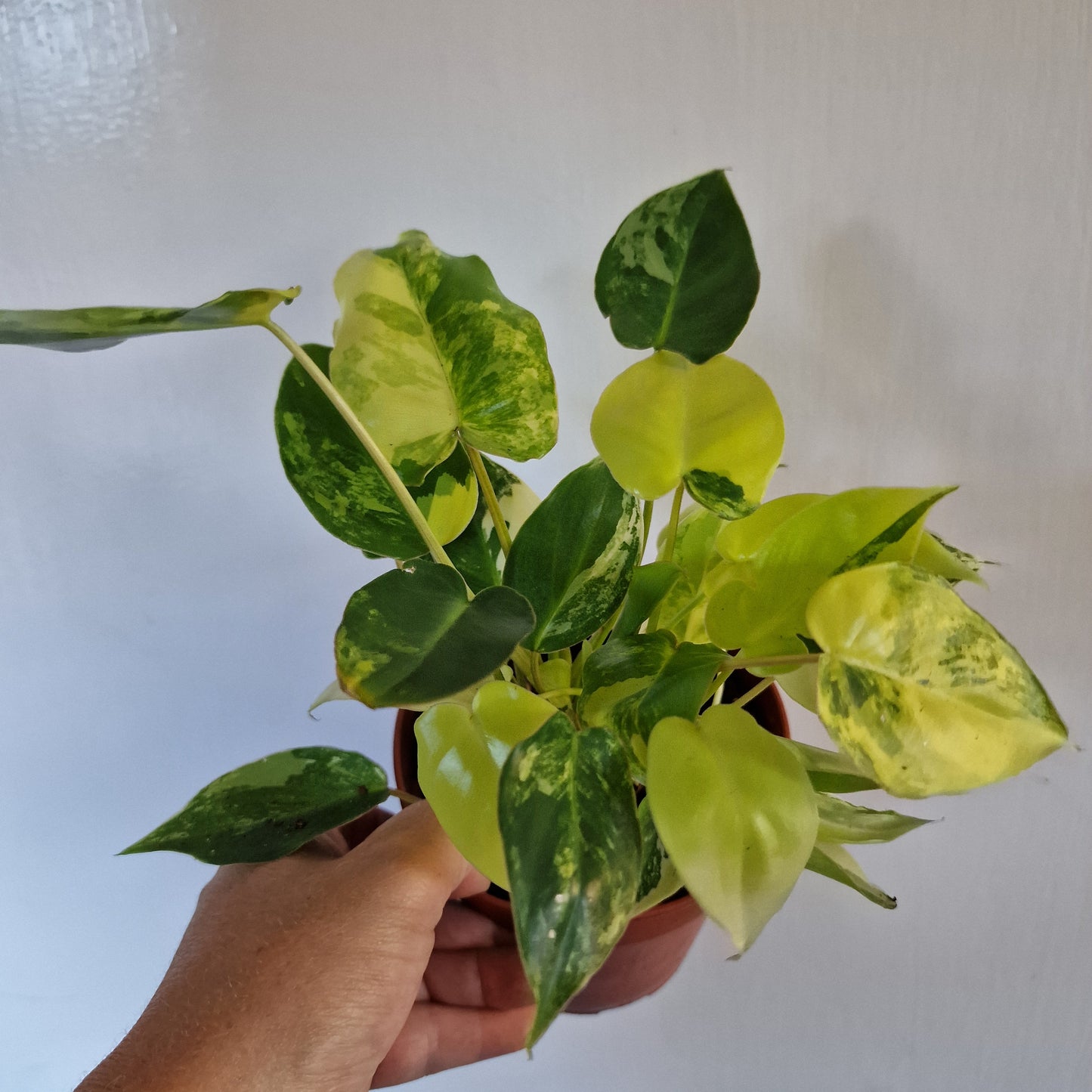 Philodendron Burle Marx Variegata Rare Houseplant 9cm pot (3)
