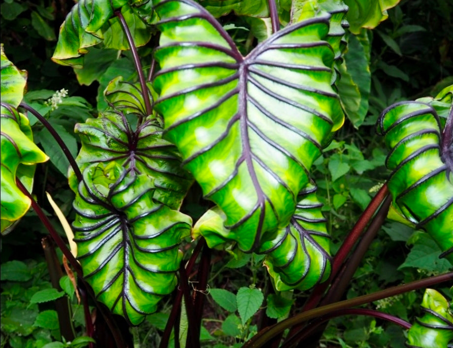 Colocasia ‘Pharaoh’s Mask’ – Rare Elephant Ear Plant