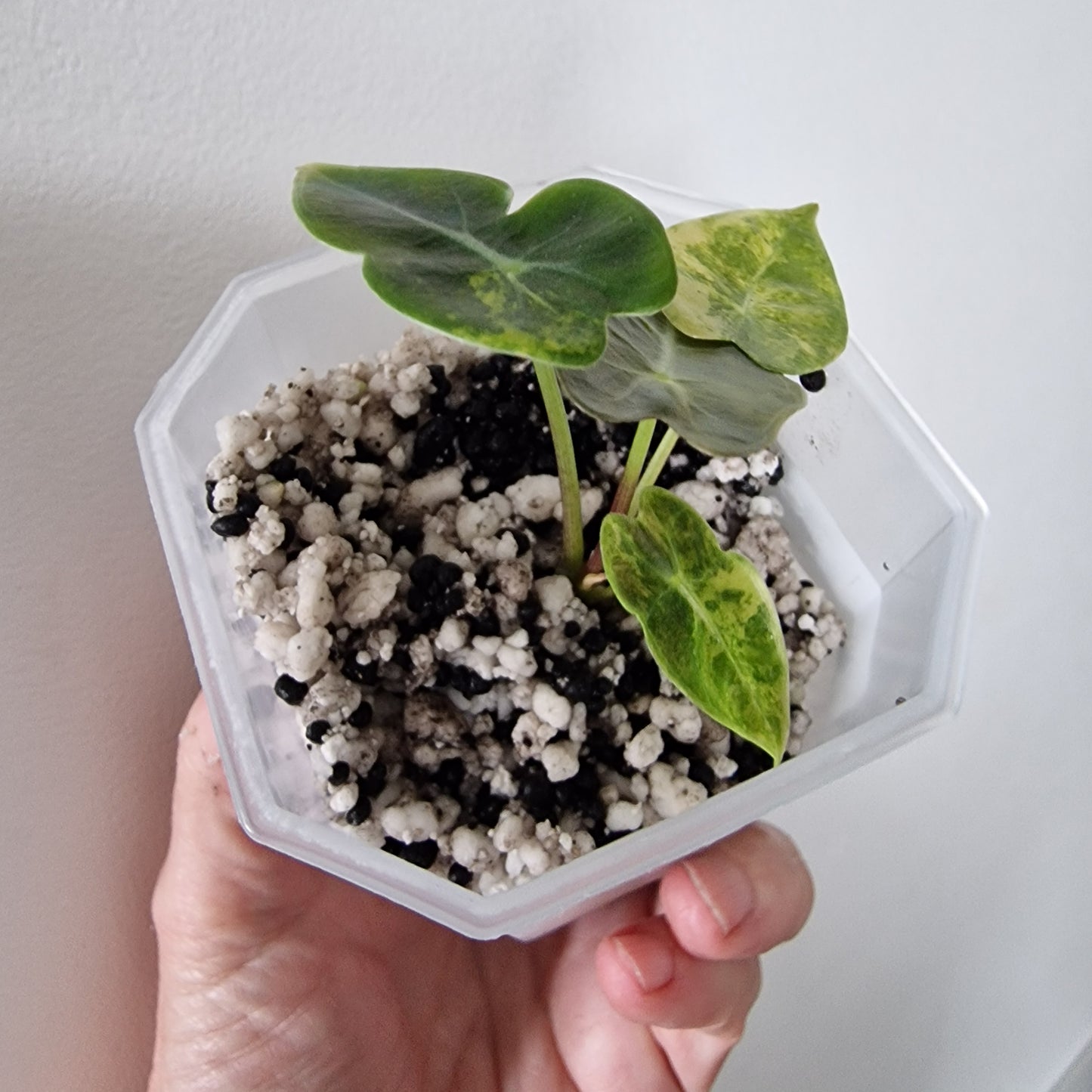 Alocasia Suhirmaniana Aurea Variegation – Exact Plant (5)