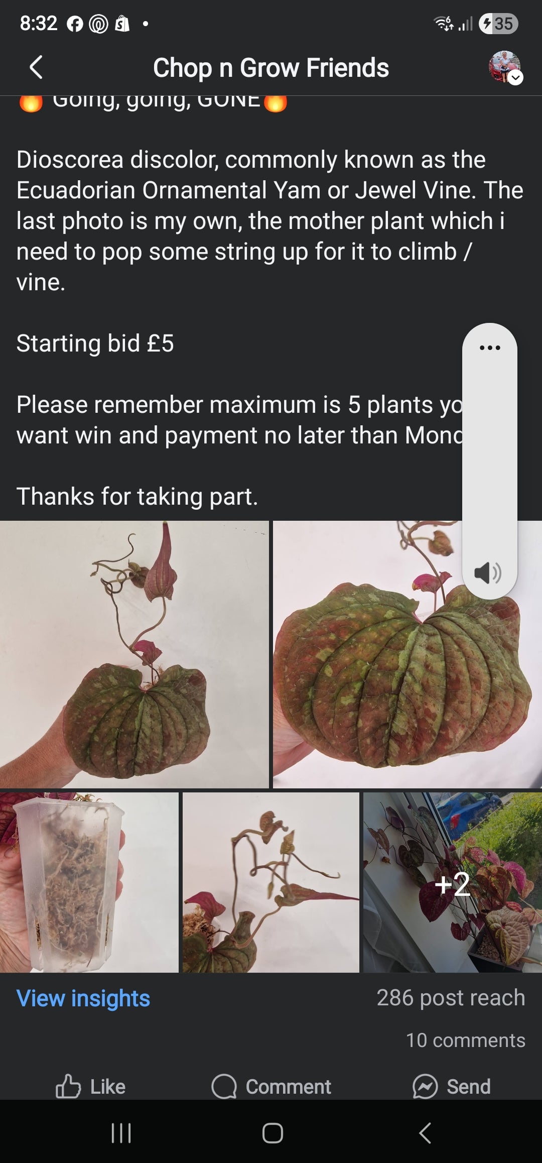 Chop n Grow Friends sale - Rhiannon Disoria