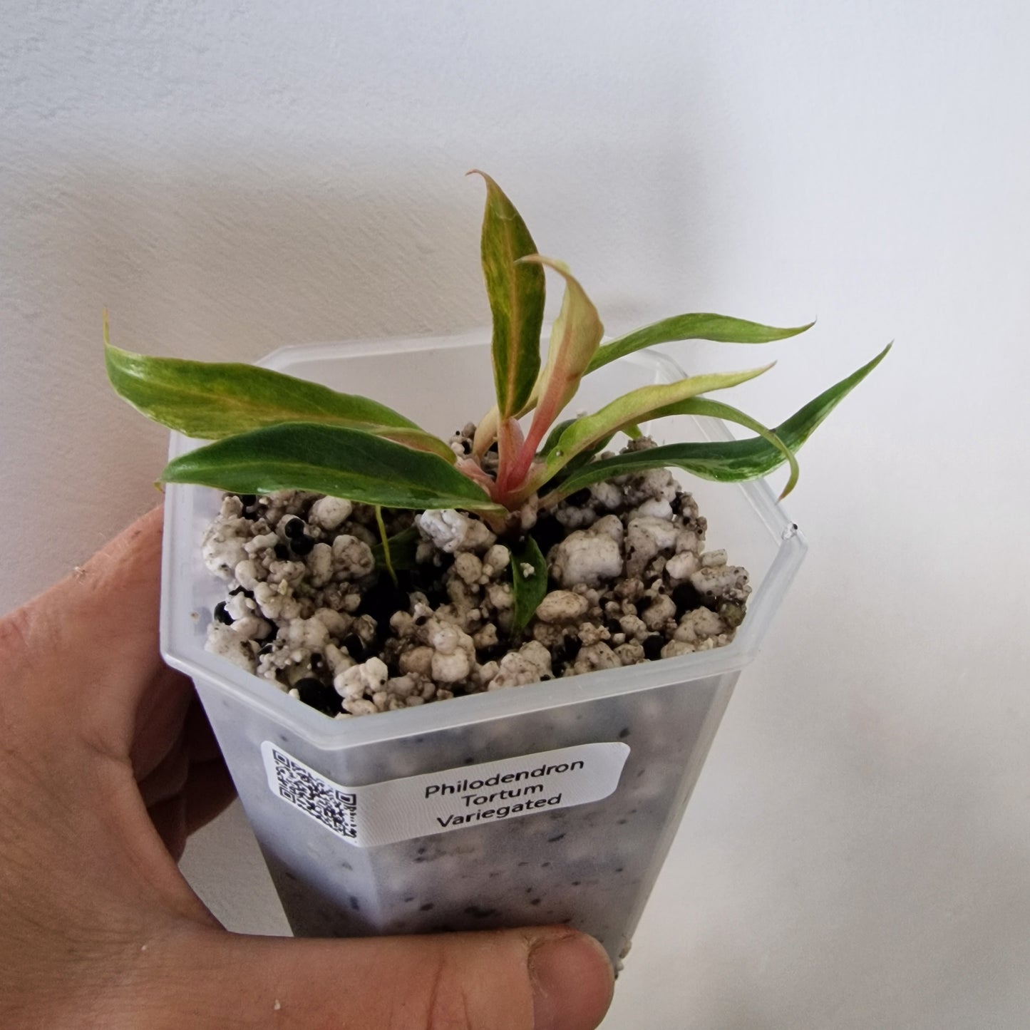 Philodendron Tortum Variegated – Young Exact Plant (#1)