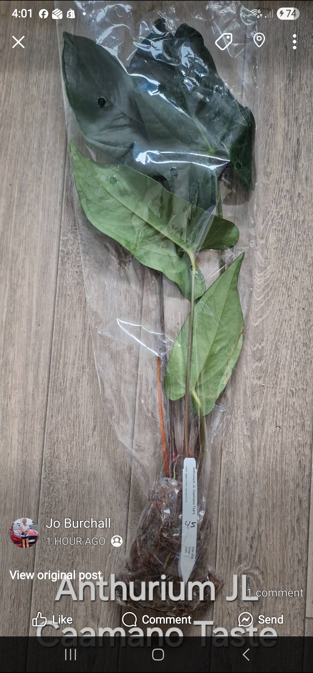 Sunday Sale - Laura Anthurium JL