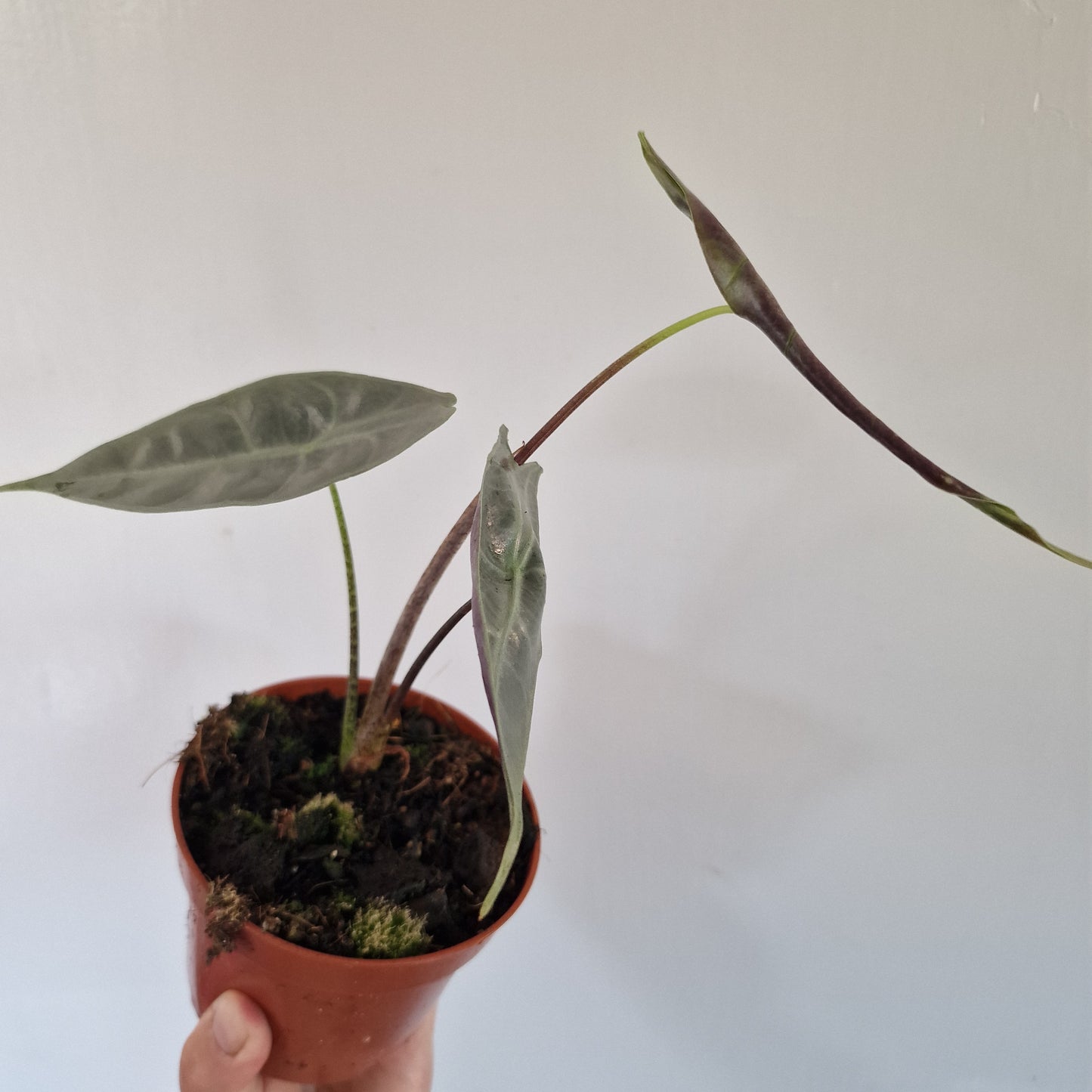 Alocasia Longiloba Silver Rare Houseplant 10.5cm pot