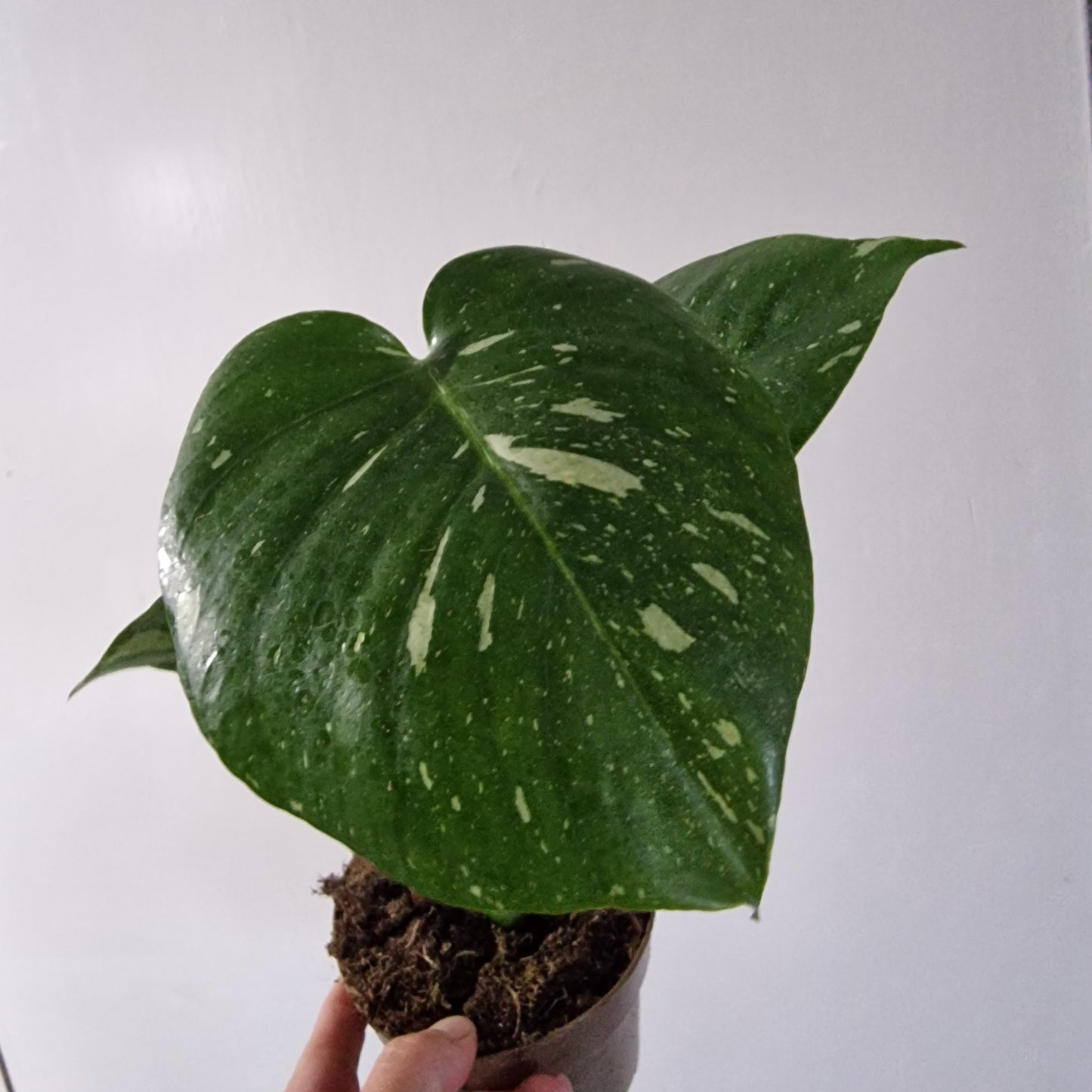 Monstera Thai Constellation Rare Houseplant 11cm pot (1d)