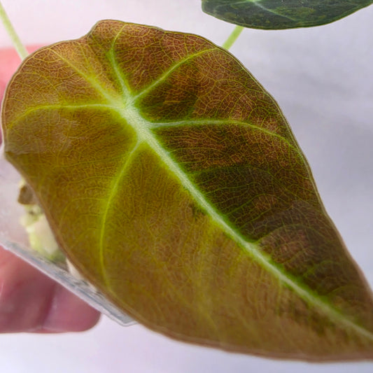 Alocasia Black Velvet Gold Variegated – Established | Exact Plant #3