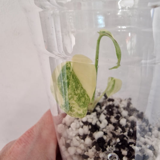 PRE-ORDER – Monstera Legacy – Young Exact TC Plant (#5)