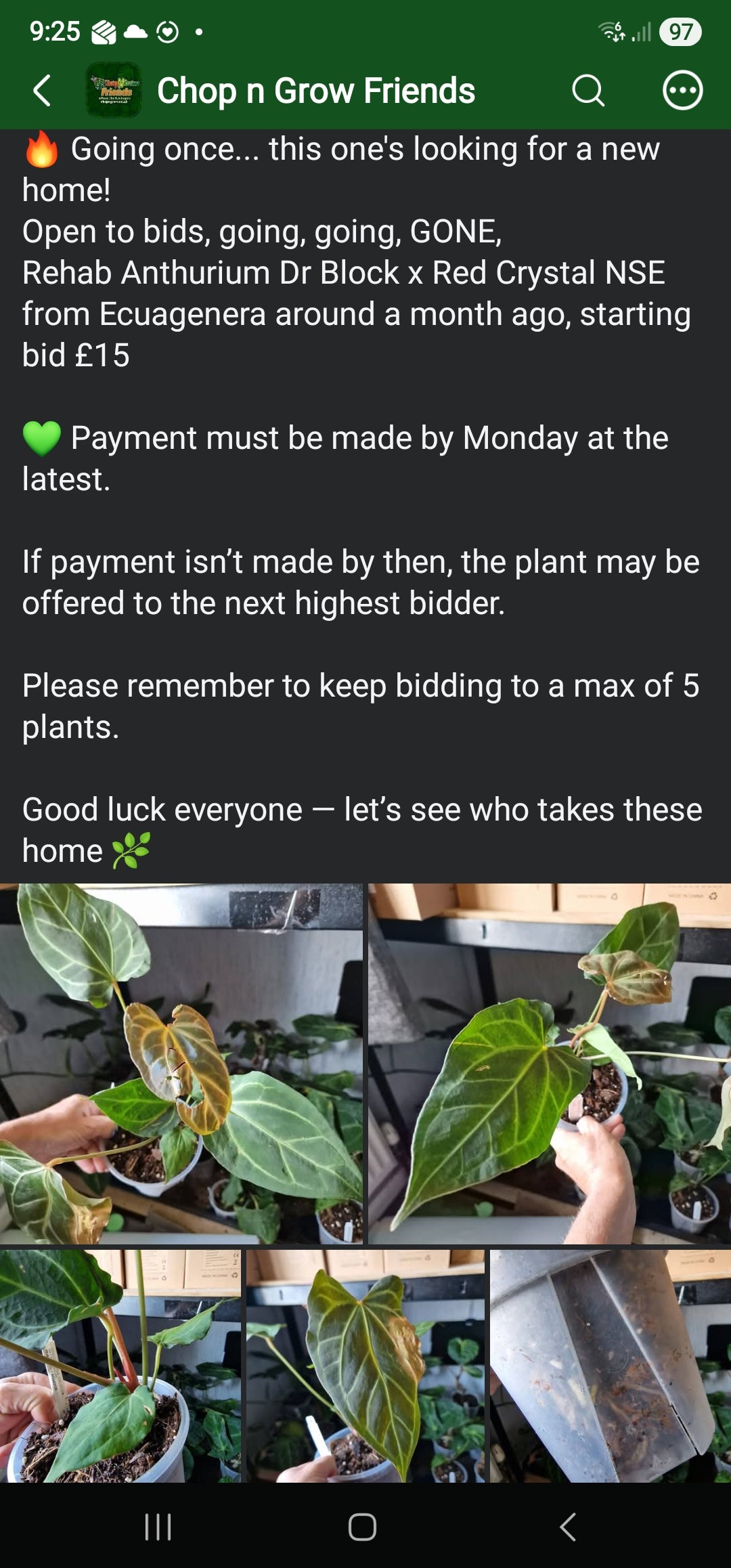 Sunday Sale - Clochel Bloc