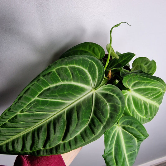 Anthurium Villenaorum – 12cm Pot