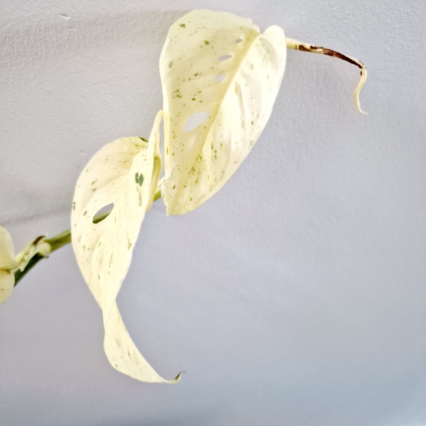 Monstera Laniata Mint Rare Houseplant 12cm pot (15)