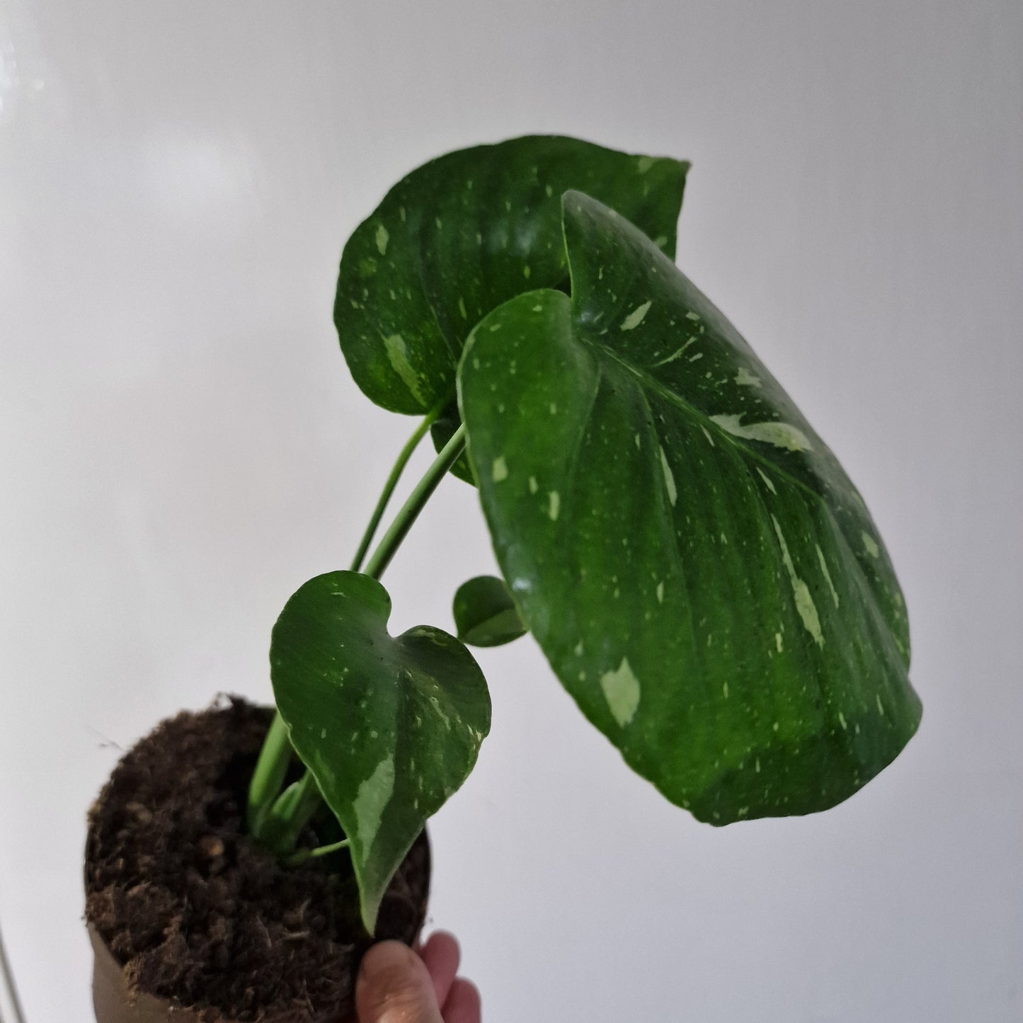 Monstera Thai Constellation Rare Houseplant 11cm pot (1d)