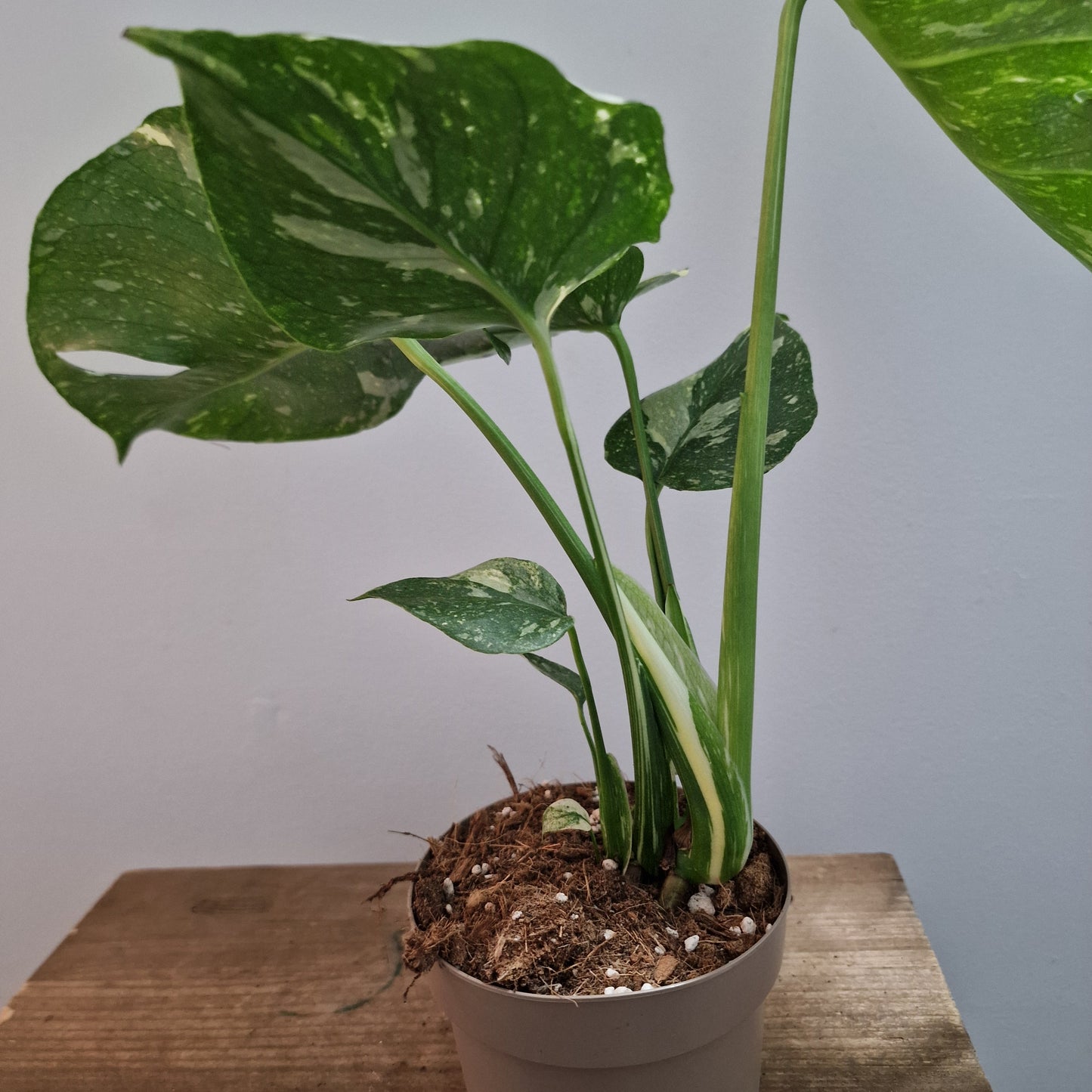 Monstera Thai Constellation Houseplant 12cm pot (3)