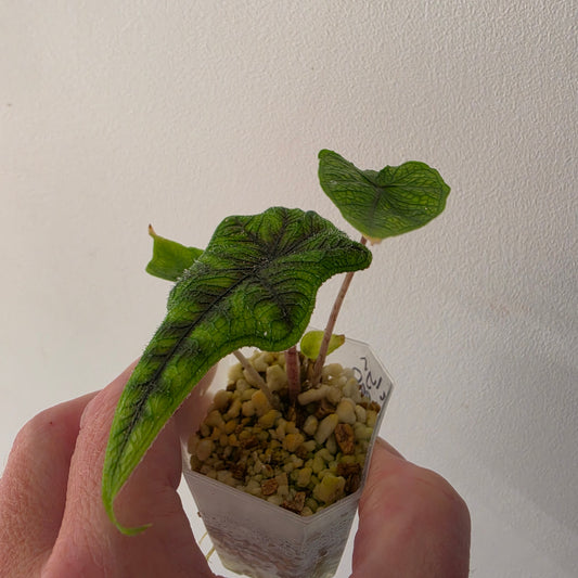 Alocasia Jacklyn ‘Round Leaf’