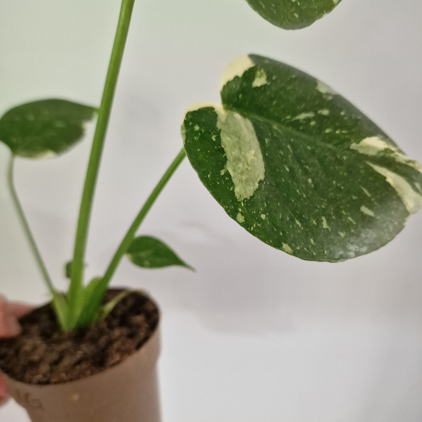 Monstera Thai Constellation Rare Houseplant 11cm pot (1g)
