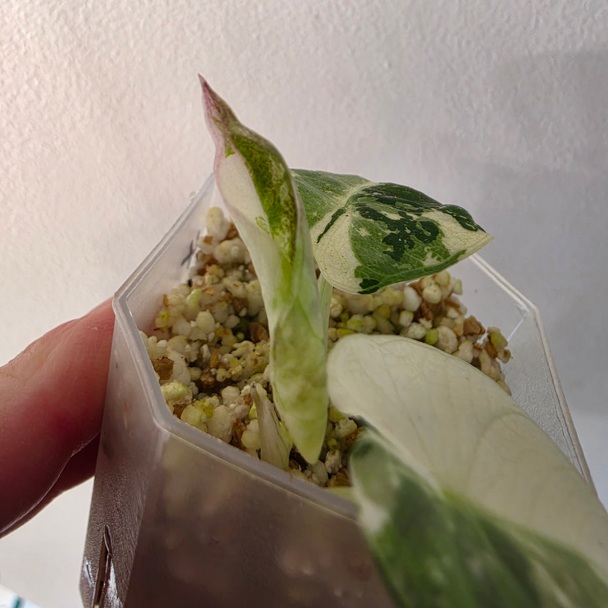 Alocasia longiloba Aurea Variegated #4