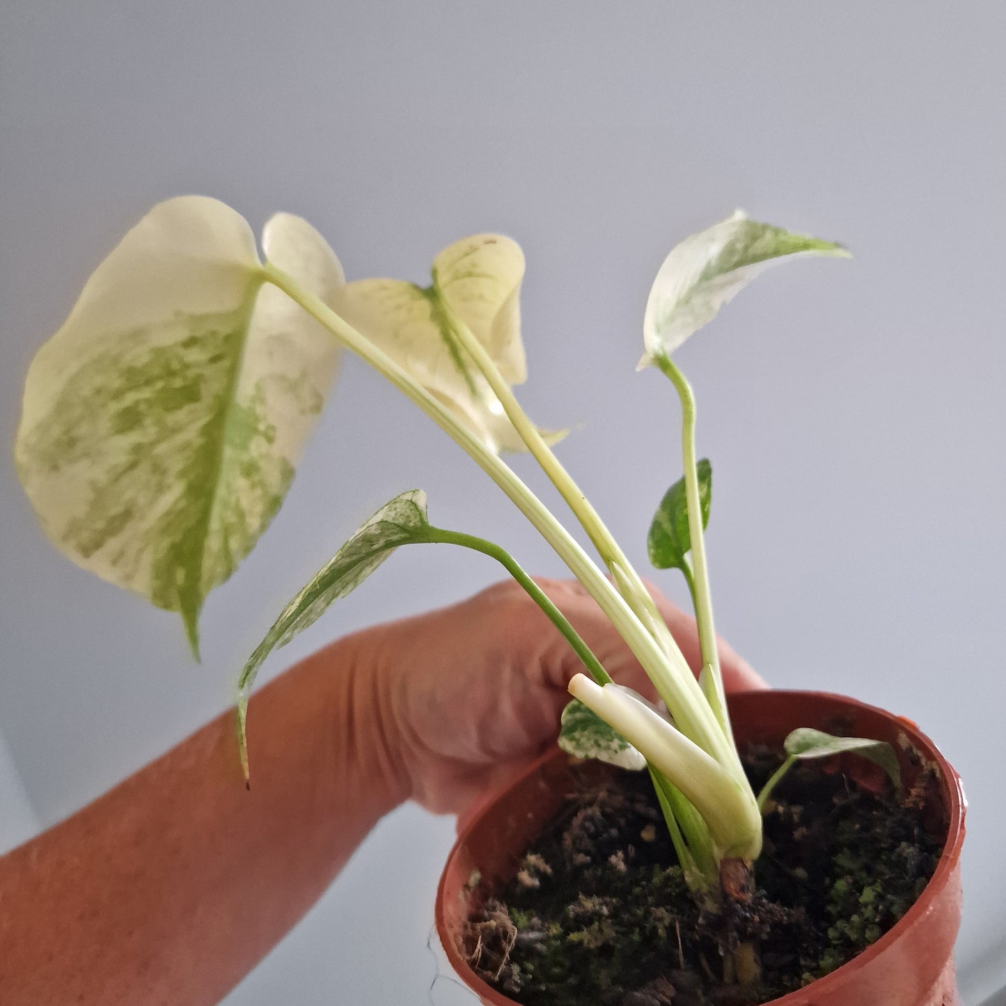 Monstera Thai Constellation Rare Houseplant 10.5cm pot (d)