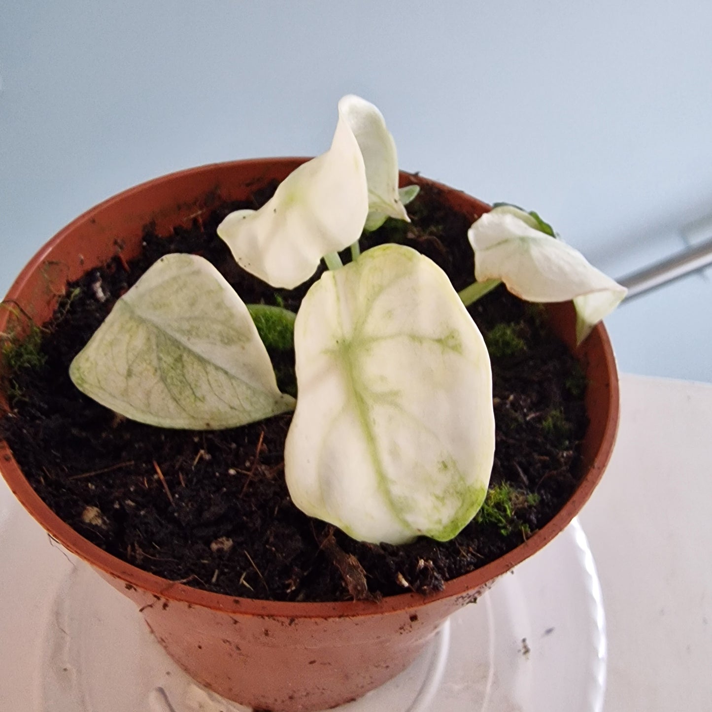 Alocasia Ninja Tricolor Rare Houseplant 10.5cm pot (3)