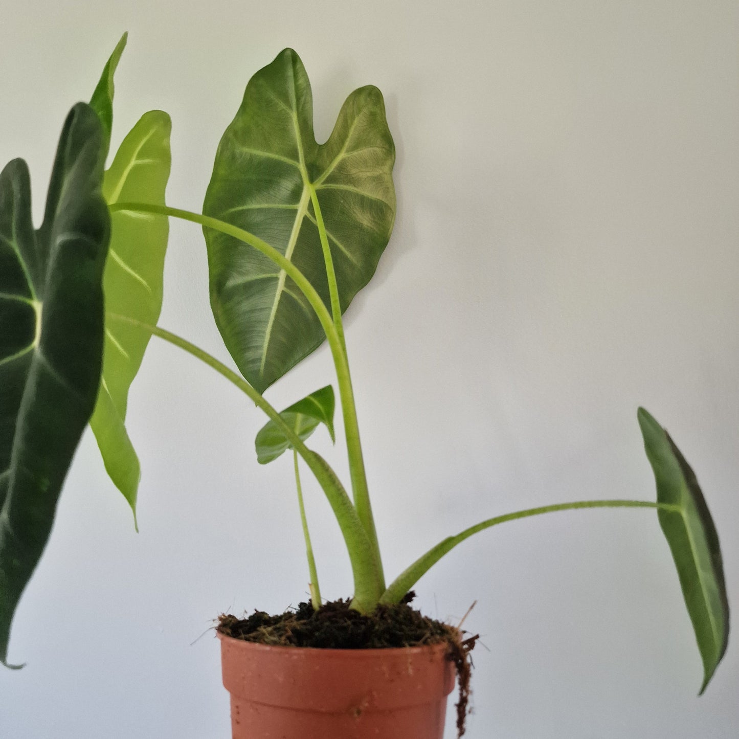 Alocasia Frydek Rare Houseplant 12cm pot