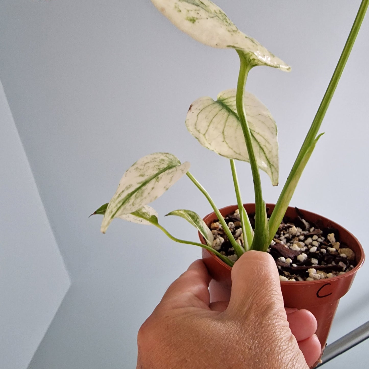 Monstera Thai Constellation Rare Houseplant 10.5cm pot (c)