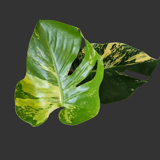 Monstera Deliciosa Aurea – 12cm Pot (#13)