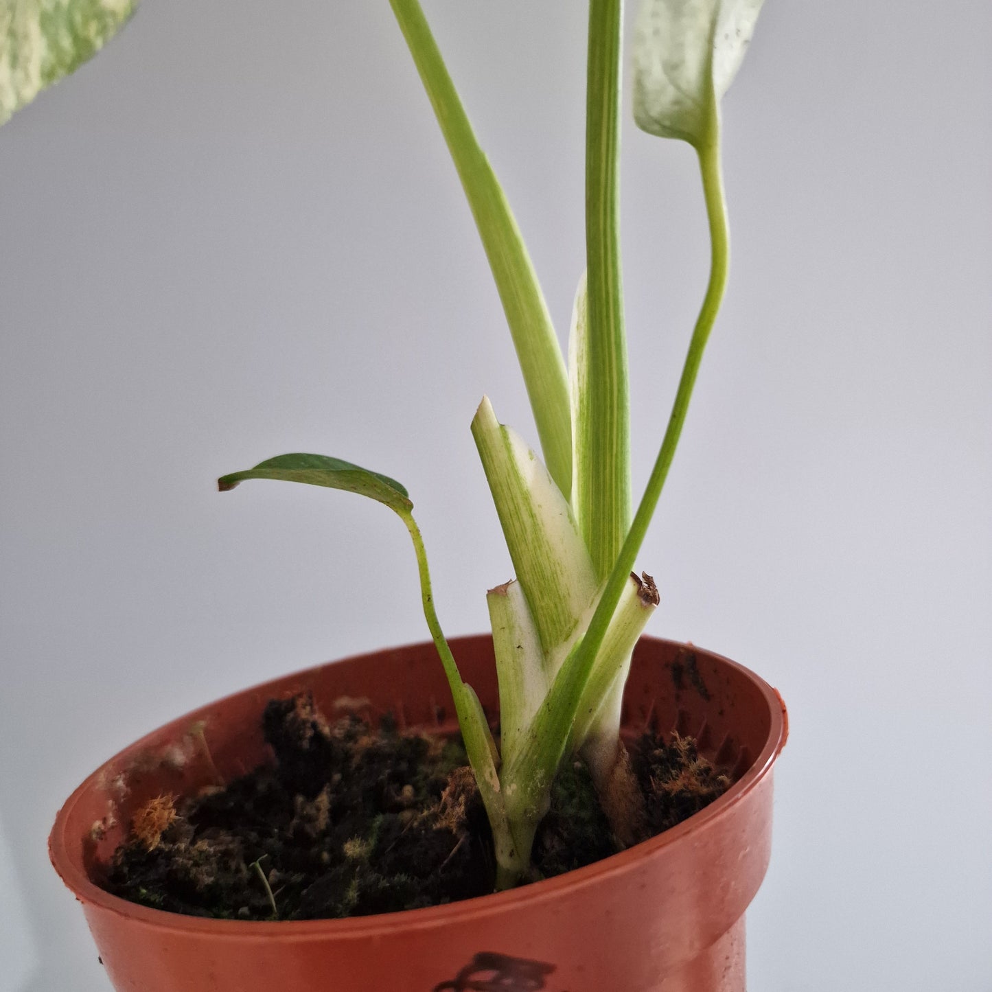 Monstera Thai Constellation Rare Houseplant 10.5cm pot (b)