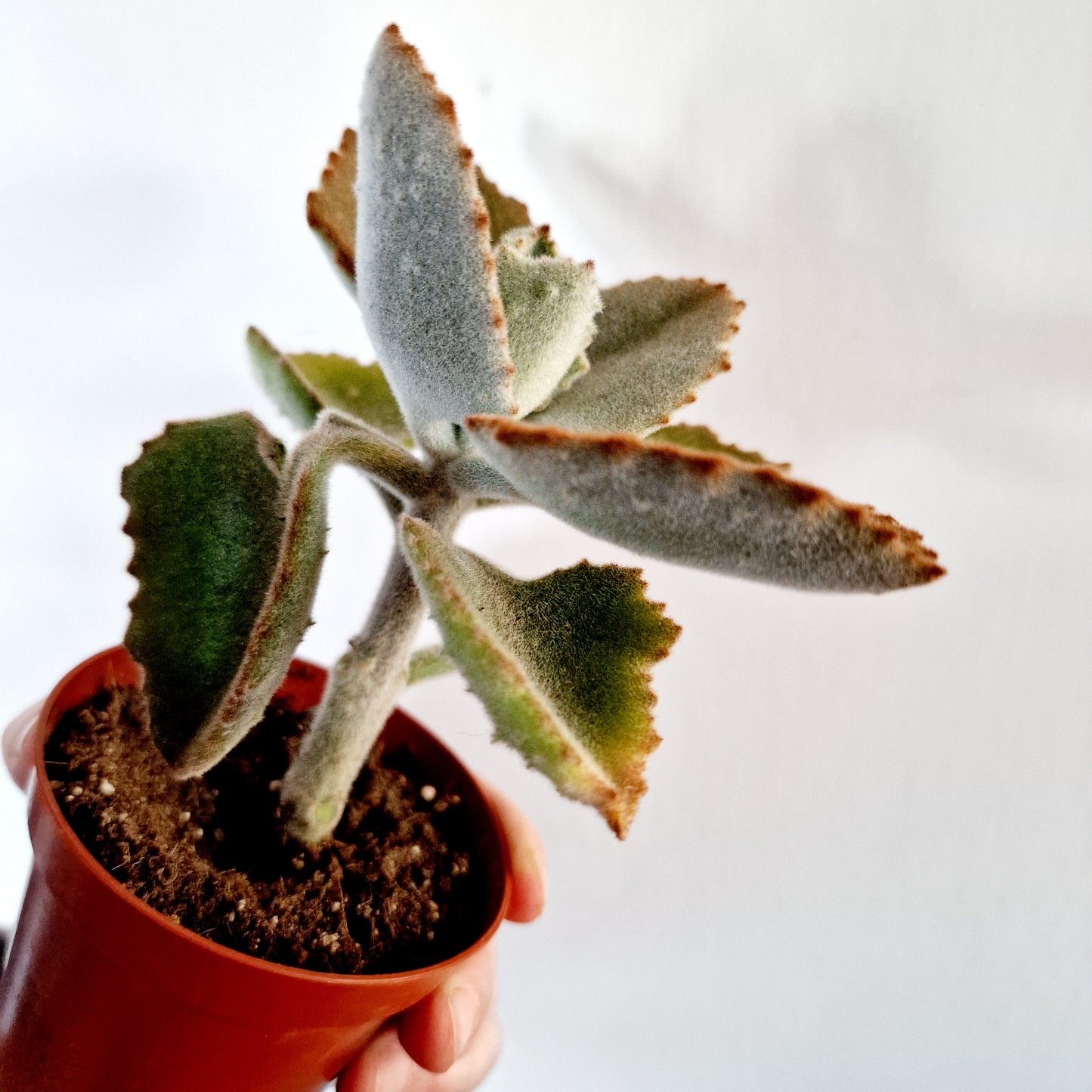 Succulant Houseplant 8.5cm pot