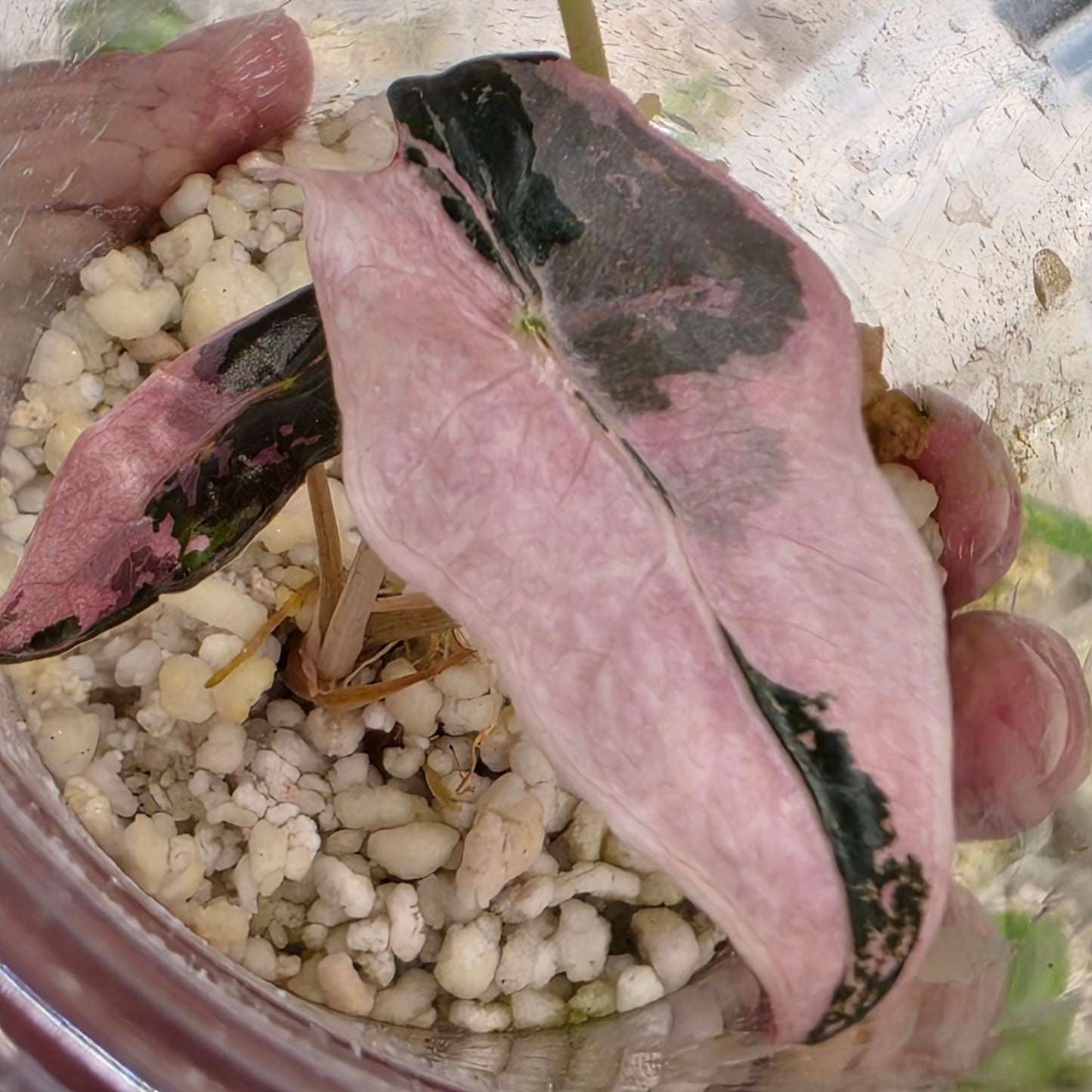 Alocasia Pink Nobillis – Exact Plant (4) - See Description