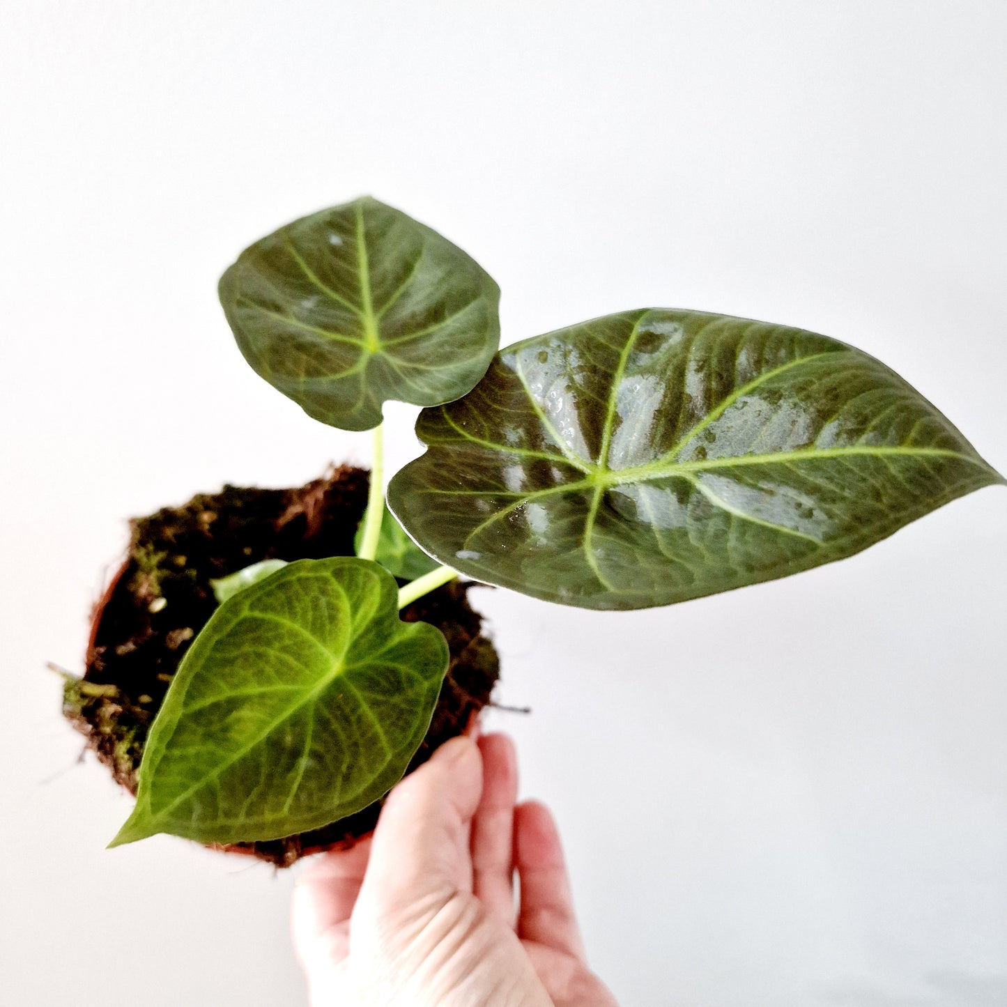 Alocasia Regal Shield Houseplant 10.5cm pot