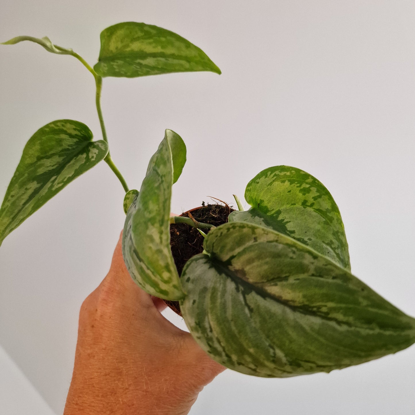 Scindapsus sp. Kalimantan Rare Houseplant 7cm pot