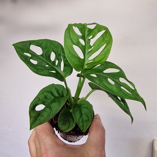 Monstera Adansonii (Monkey Mask) – 6cm Pot