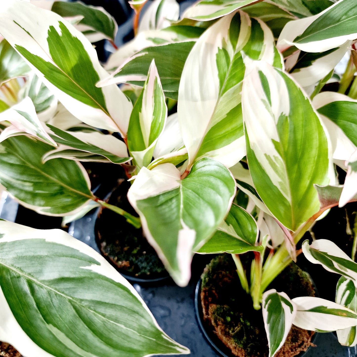 Ctenanthe Setosa Princess Dalya Houseplant 7cm pot