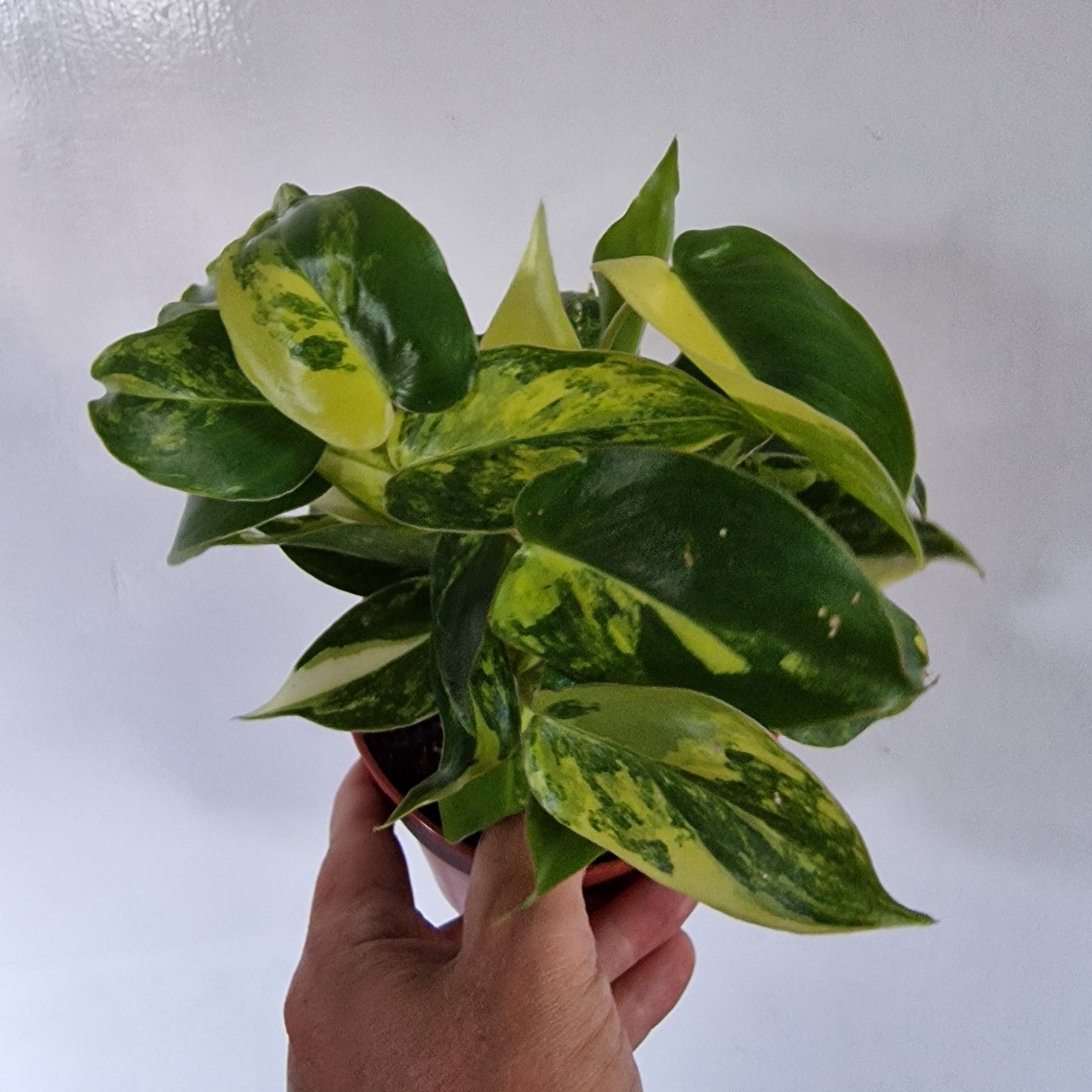 Philodendron Burle Marx Variegata Rare Houseplant 9cm pot (2)